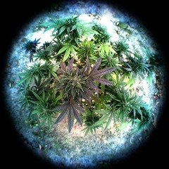 Kupo - Green Camo (Prod. by 3rd)