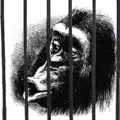 Softly, Softly, Catchee Monkey - The Luni Troupe - 3 Degrees of Bipedia .lyrics in.Download Enabled