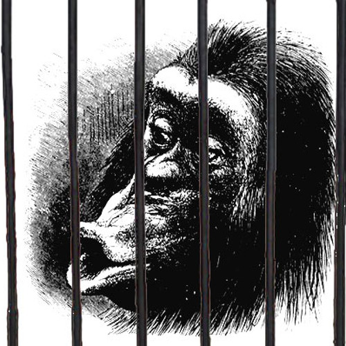 Softly, Softly, Catchee Monkey - The Luni Troupe - 3 Degrees of Bipedia .lyrics in.Download Enabled