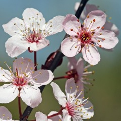 I Gave My Love A Cherry