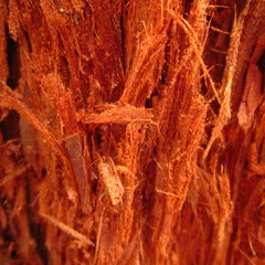 Watercolor Stag(feat. Avram Siegel)