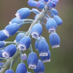 Arjuna Schiks - Muscari
