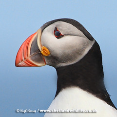 Puffins