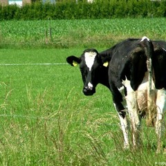 Canción para casar una vaca con un humano