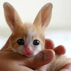 Easter Headcracker 8-4-2012
