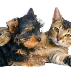 MENTE DE PERRO MENTE DE GATO