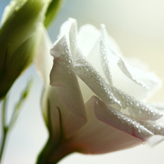 Feverland - The Snow Rose (latest version)