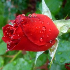 Til Each Tear Becomes a Rose- Sam Hill/ Kim Hill Milner Encore records