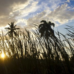 Beardland & IRIS / Blown Away