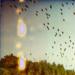 Le blues de l'oiseau