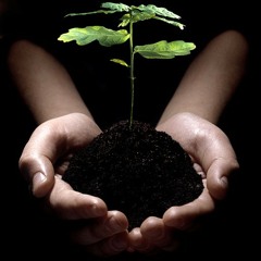 Grow **(EXLUSIVE PURCHASE 80$)**