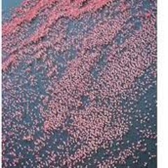CHEFKIRK - *flamingos in algae ponds* -