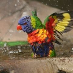 King Singh - wood or wire? [Extended]