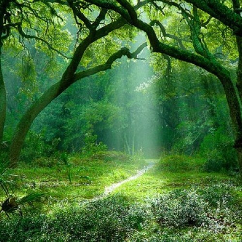 Forest set  138 bpm