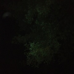 Frogs at dusk