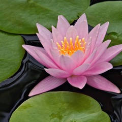 Wale - Lotus Flower Bomb (illestrait Remix)