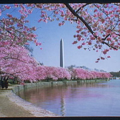 We wish upon a cherry blossom (Featuring: Tory Slusher)