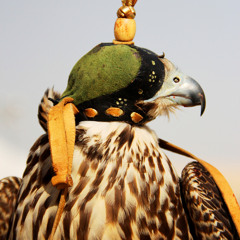 مرثية الطير