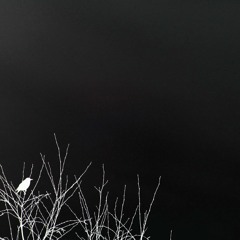 Eric Schaich--white Bird