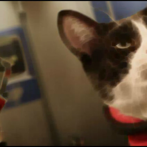 Cats In Space - Cat-tastic Space Music