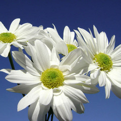 Vellai Pookal - Song for Peace (AR Rahman)  - Cover by Anand Srinivasan & kids