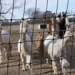 Actual Eyes E&S&J&J3(demo)