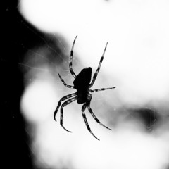 Pulling The Legs Off A Spider