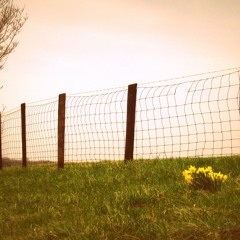 04 Blazing fields of the woolgatherer