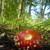 Artwork for Psychedelic Drug in the Woods