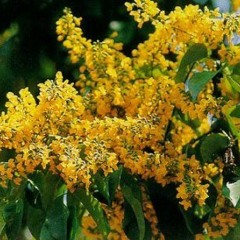 Thin Gyan Eain Mat (မင္းမရွိတဲ့သၾကံန္)