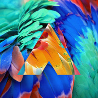 Chromatics - Birds of Paradise (Amtrac Remix)