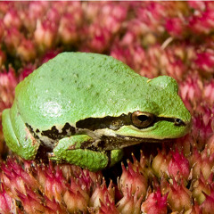 Northern Pacific Tree Frogs