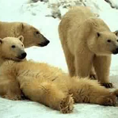 Eskimo Pie, Dave McKeown with The Jive Monkey Cartel