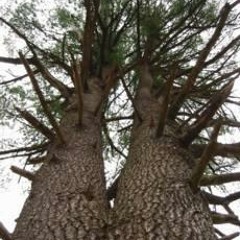 hieronymous - the early years