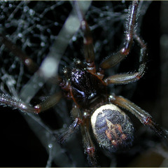 Nik on BBC Radio Coventry and Warwickshire talking spiders segment 25 March 2012