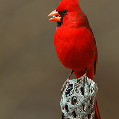 Cardinal
