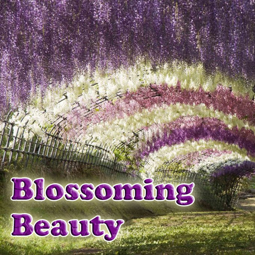 Lu-Chi'sz - Blossoming Beauty (2012)