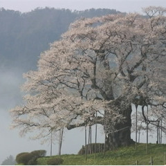 桜の木 - Soundtrack