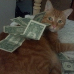 stockholm syndrome (yo la tengo cover)