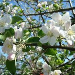 Äppelblom guldringWeb