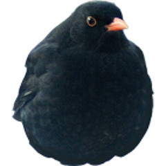 SSC#53: Nas & The Big Money Birds