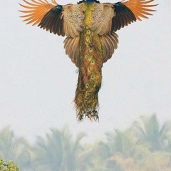 I am a bird now -  Sideliner/kerensa 11 long