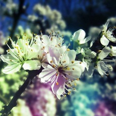 كلنا خليفه وليد الشامي