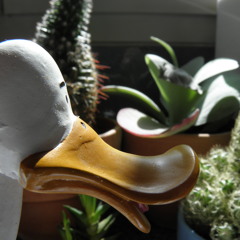 Le Kanar HiFi Feat : Hubert Lavoinon : Canard coin coin remix 2012