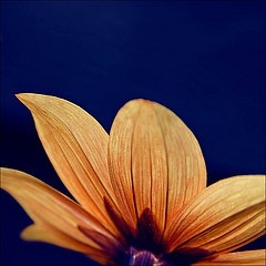 Westcoast dirge - numusik (reharmonize - fibonacch)