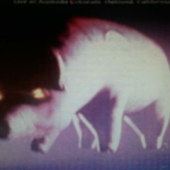 "Pigs (Three Different Ones)" - Pink Floyd  (Live)