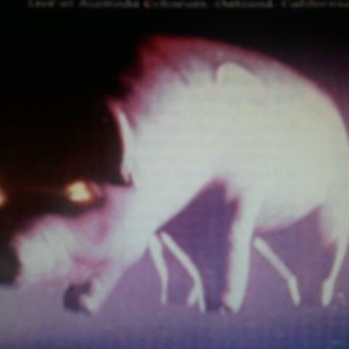 "Pigs (Three Different Ones)" - Pink Floyd  (Live)