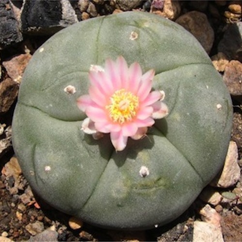 Hikuri, Padre Peyote.