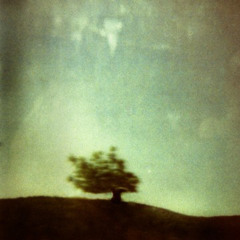 La colline aux cyprès