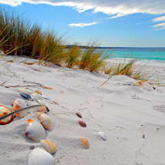 Same Shells Different Shore (Prod. By Haych)